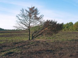 IMGP4906_Braend_roedgran_Trae paa afbraendt hedefalde